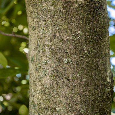 Photo - Bark