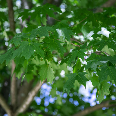 Photo - Leaves