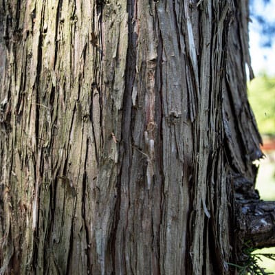 Photo - Bark