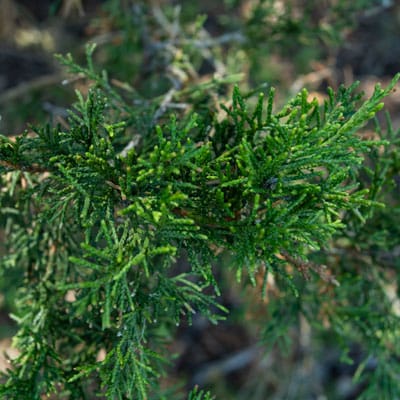 Photo - Leaves
