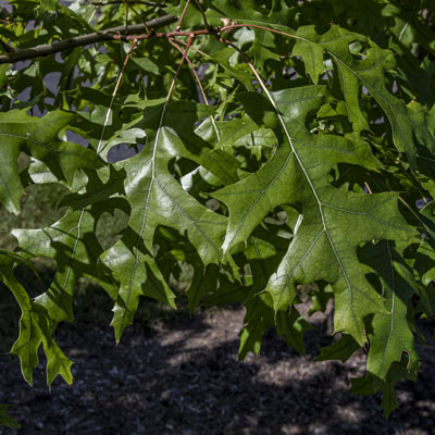 Photo - Leaves