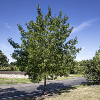 Photo - Tree