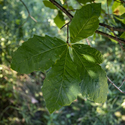 Photo - Leaves