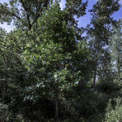 Photo - Tree