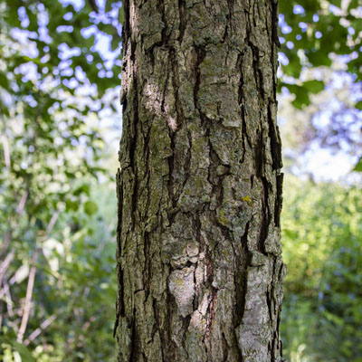 Photo - Bark