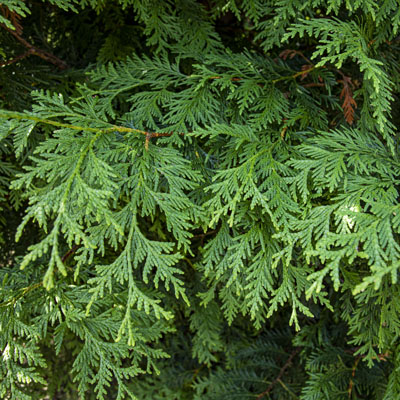 Photo - Leaves