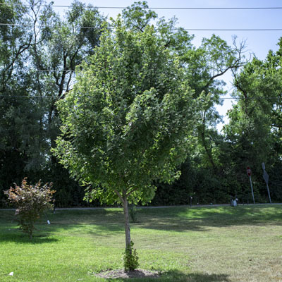 Photo - Tree