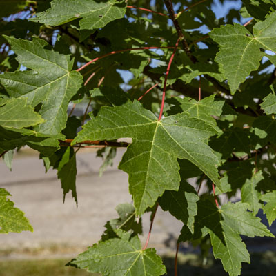 Photo - Leaves