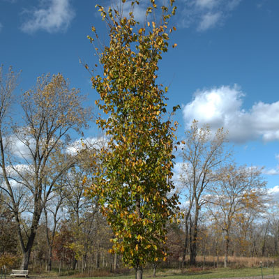 Photo - Fall Color (Tree)