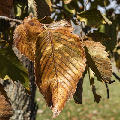 Photo - Fall Color (Leaves)