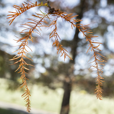 Photo - Fall Color (Leaves)