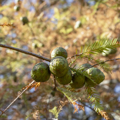 Photo - Fruit