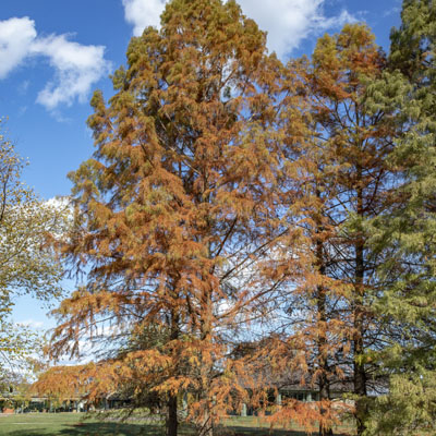 Photo - Fall Color (Tree)