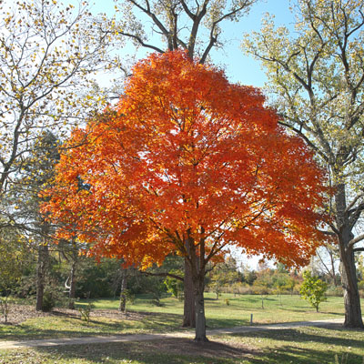 Photo - Fall Color (Tree)