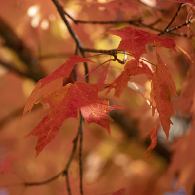 Photo - Fall Color (Leaves)