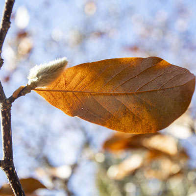 Photo - Fall Color (Tree)
