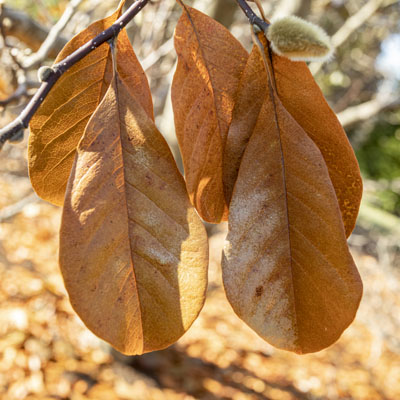 Photo - Fall Color (Leaves)