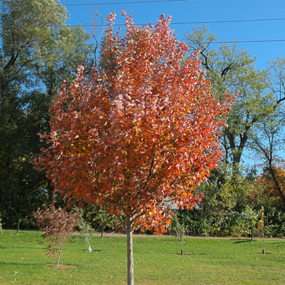 Photo - Fall Color (Tree)