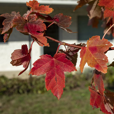 Photo - Fall Color (Leaves)