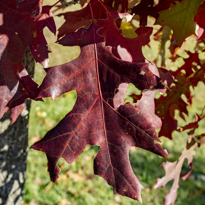 Photo - Fall Color (Leaves)