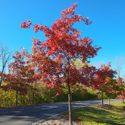 Photo - Fall Color (Tree)