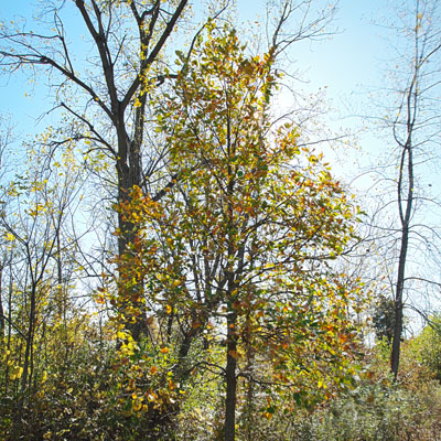 Photo - Fall Color (Tree)