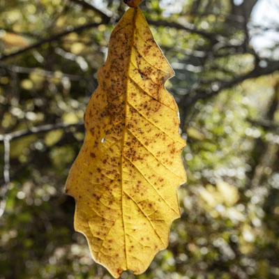 Photo - Fall Color (Leaves)