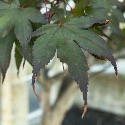 Photo - Leaves