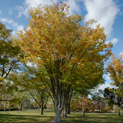 Photo - Tree