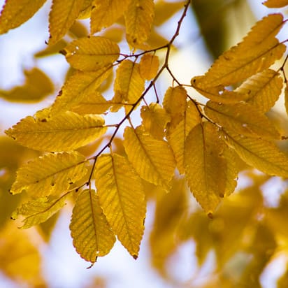 Photo - Fall Color (Leaves)