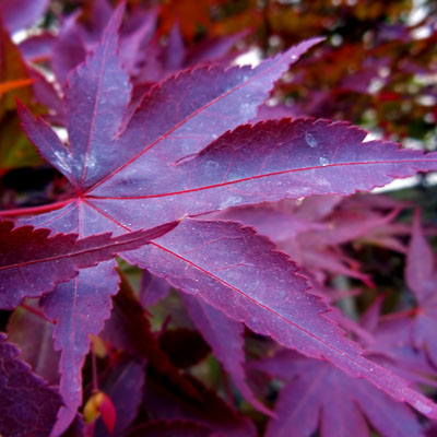 Photo - Fall Color (Leaves)