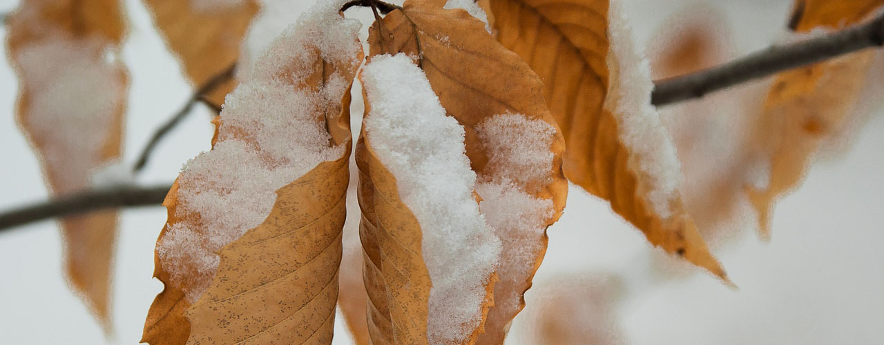 Why Leaves On Some Deciduous Trees Stay On Through Winter | Arbor ...